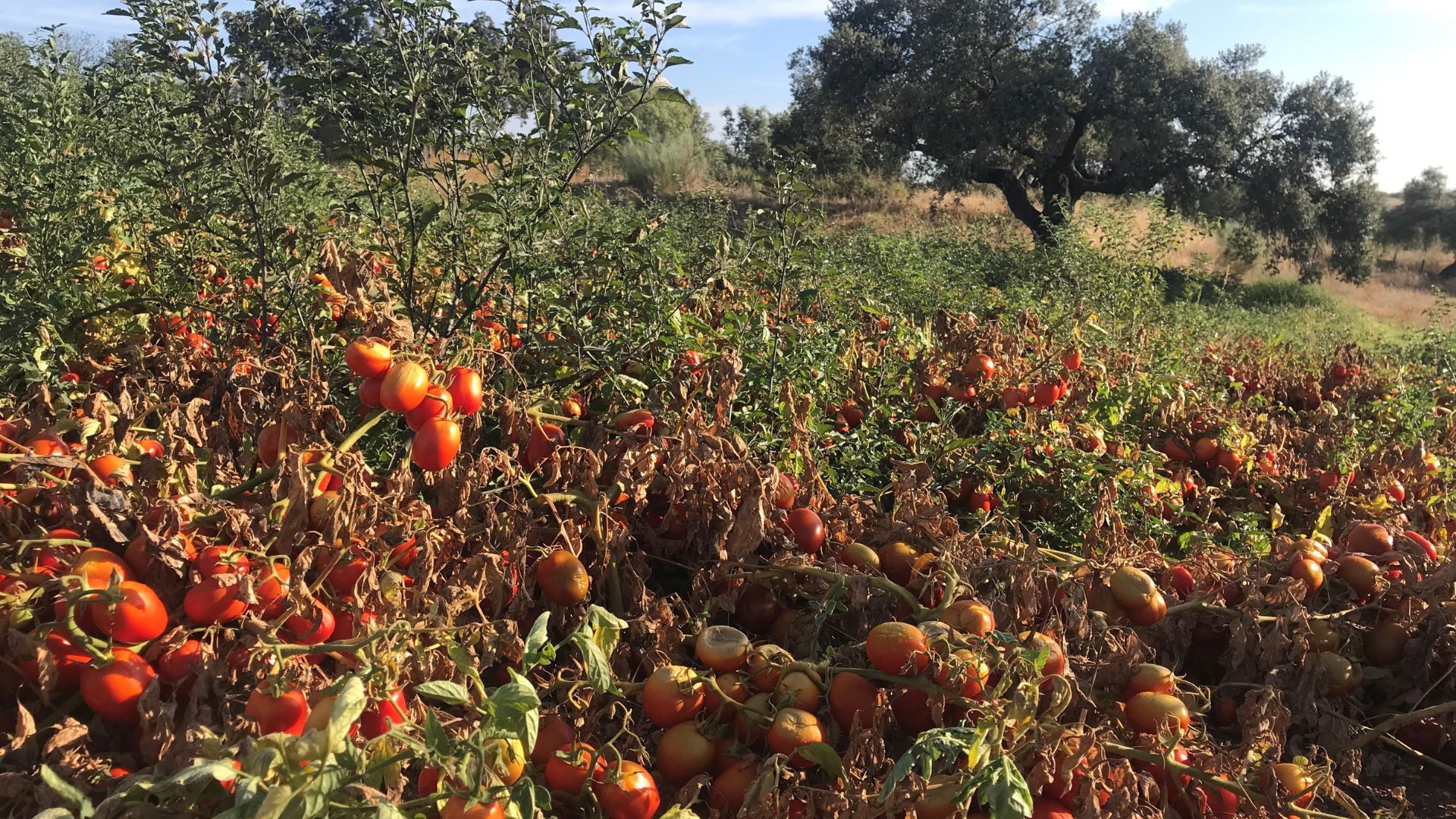 Un campo di pomodori, coltivato con pratiche di agricoltura rigenerativa per migliorare la gestione dell'acqua e la salute del suolo