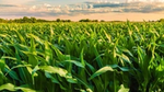 Un campo di grano verde e rigoglioso sotto un cielo parzialmente nuvoloso con alberi sullo sfondo.