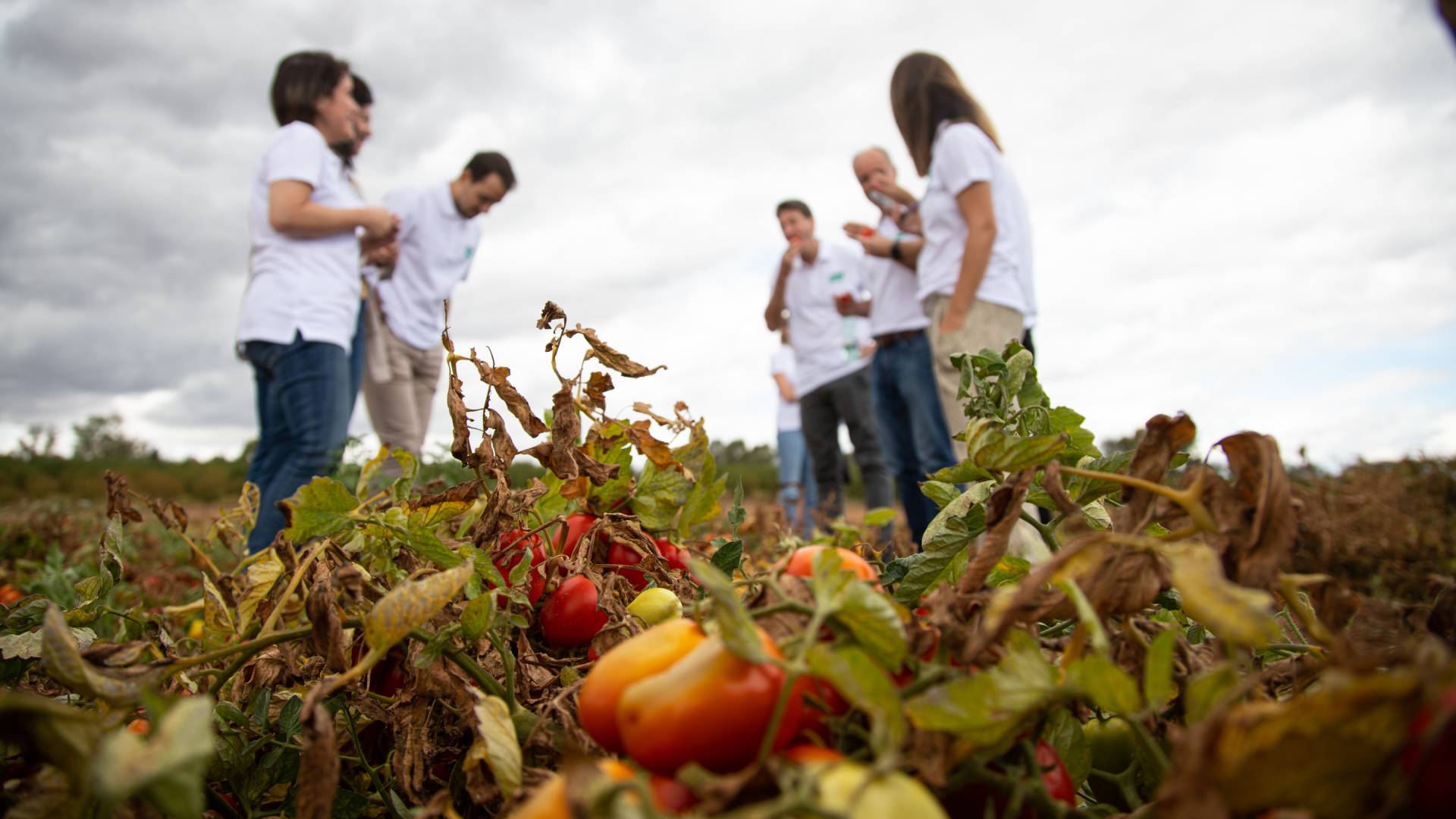 Il team per la sostenibilità di Unilever incontra i coltivatori di pomodori nel luogo del progetto di agricoltura rigenerativa in Spagna.