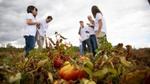 Il team per la sostenibilità di Unilever incontra i coltivatori di pomodori nel luogo del progetto di agricoltura rigenerativa in Spagna.