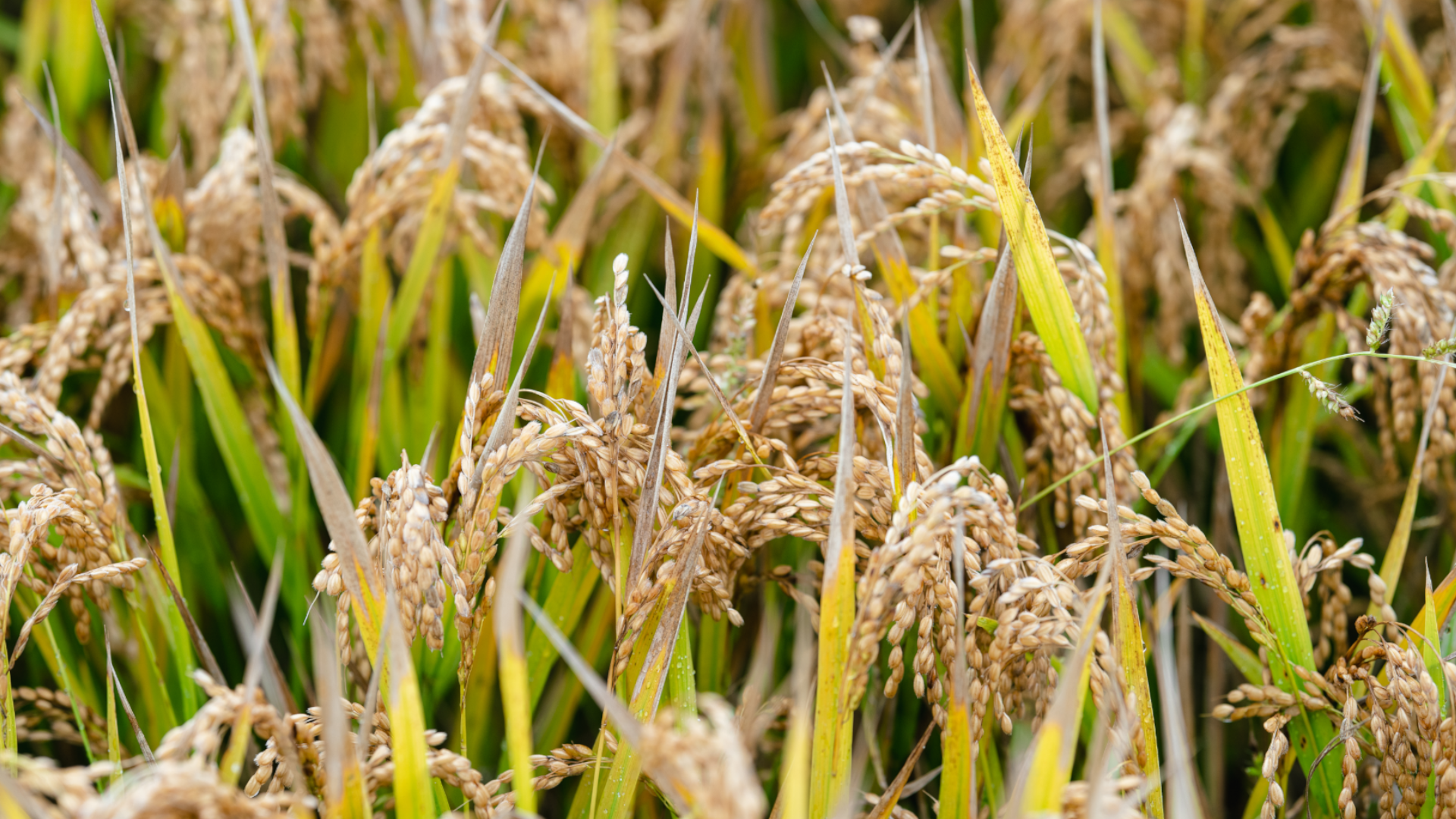 Piante di riso delle risaie pavesi di agricoltura rigenerativa.