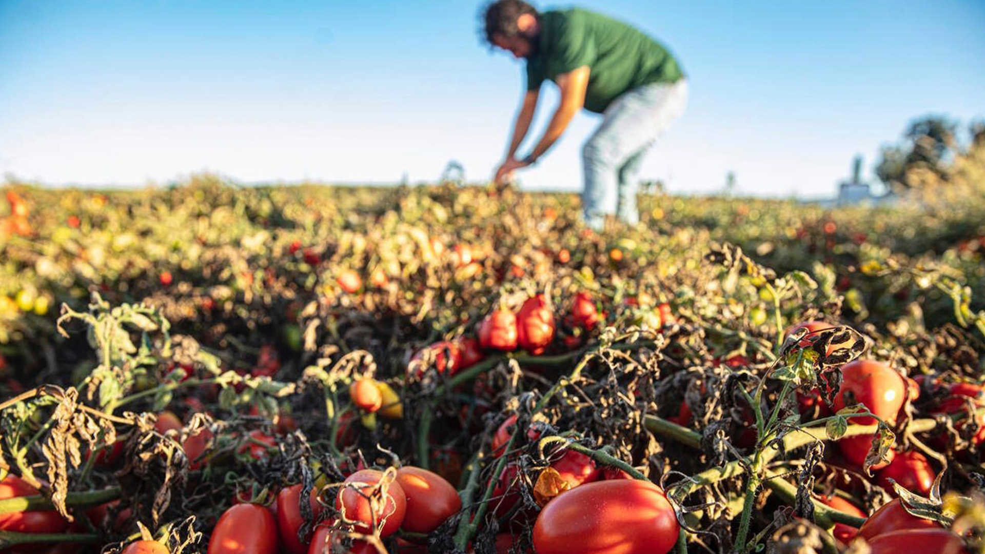 Contadino con maglietta verde e jeans che si prende cura delle colture in un campo di pomodori.