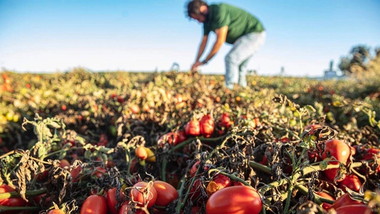 Contadino con maglietta verde e jeans che si prende cura delle colture in un campo di pomodori.