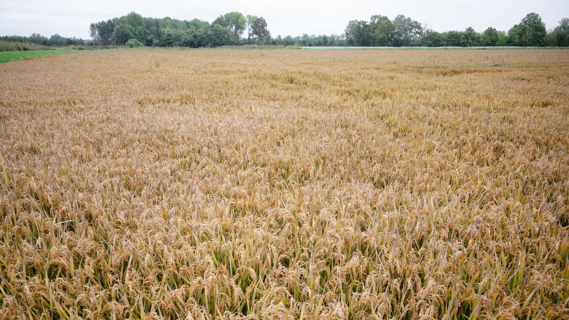 Coltivazione di riso sui campi pavesi