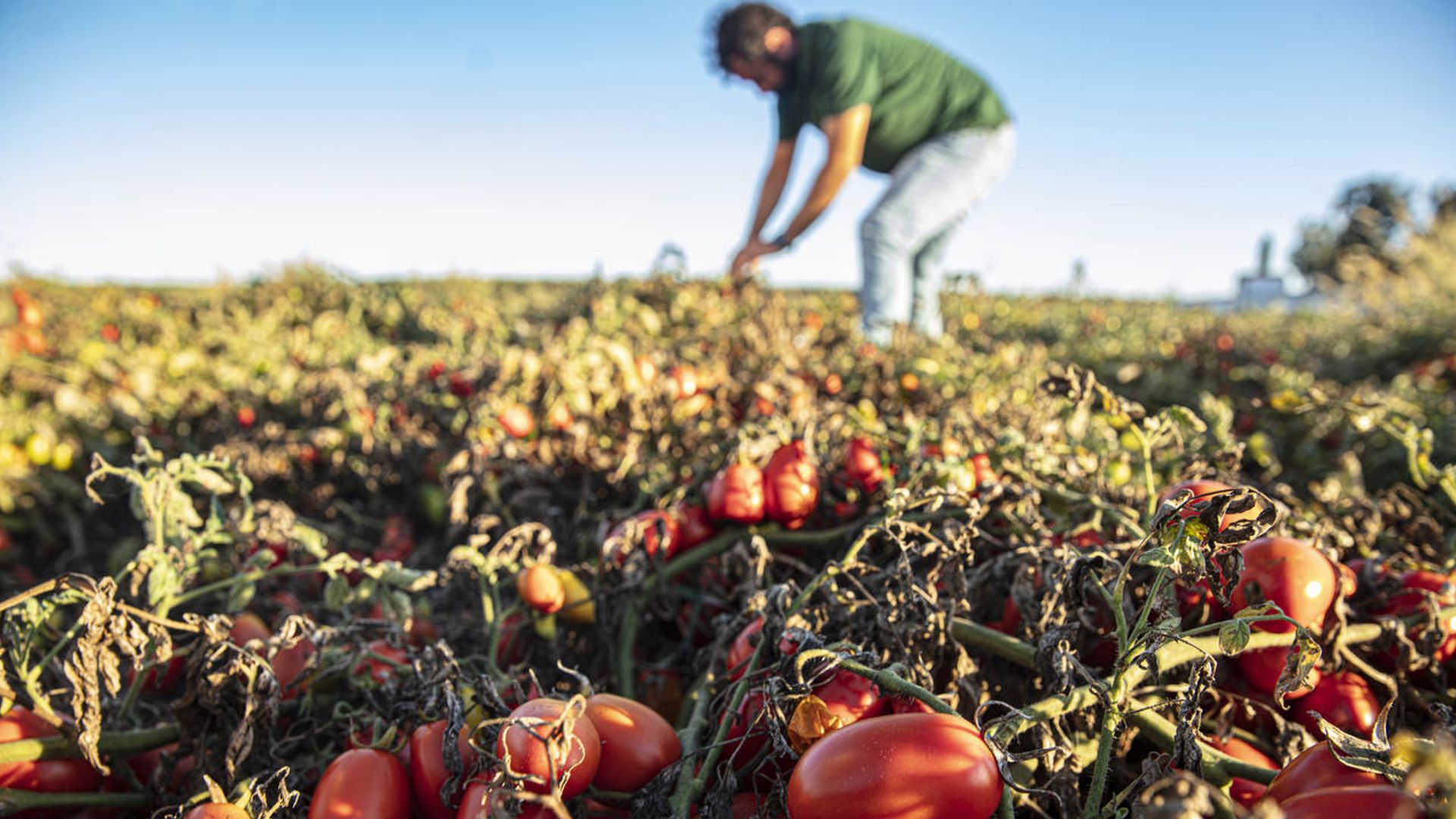 Contadino con maglietta verde e jeans che si prende cura delle colture in un campo di pomodori.