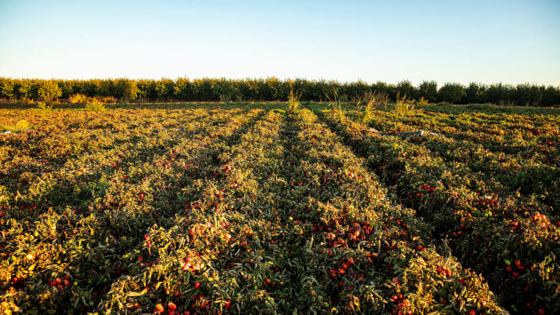Un campo di pomodori in fila