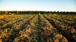 Un campo di pomodori in fila