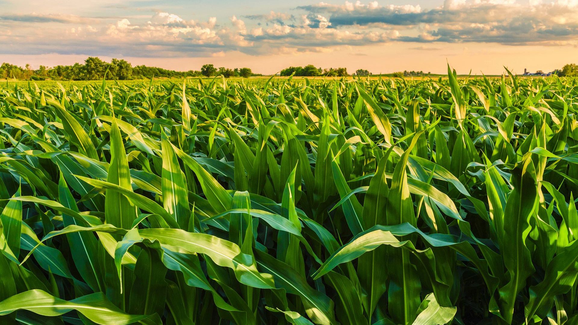 Un campo di grano verde e rigoglioso sotto un cielo parzialmente nuvoloso con alberi sullo sfondo.